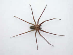 Up Close And Personal With A Brown Recluse Spider Wallpaper