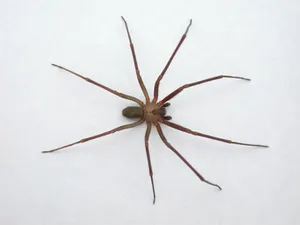 Up Close And Personal With A Brown Recluse Spider Wallpaper