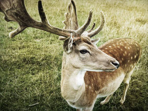 Up Close And Personal With A Spotted Deer Wallpaper