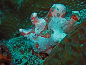 Up Close Encounter With An Elusive Frogfish Wallpaper