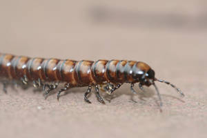 Up-close Look At A Greenhouse Millipede Wallpaper