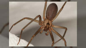 Up-close View Of A Brown Recluse Spider Wallpaper