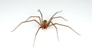 Up-close View Of A Brown Recluse Spider Wallpaper