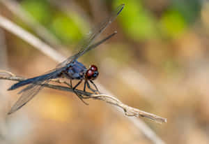 Up Close With A Red Dragonfly Wallpaper