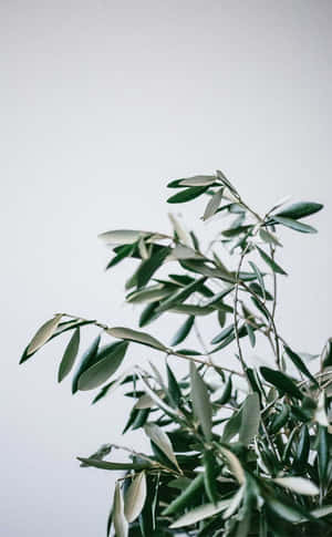 Upgrade To The Latest Iphone In The Elegant Olive Green Color Wallpaper