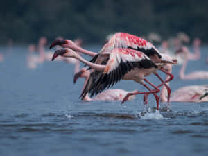 Upgrade Your Computer With A Flamingo Laptop! Wallpaper