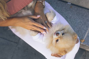 Upside Down Pomeranian On Lap Wallpaper