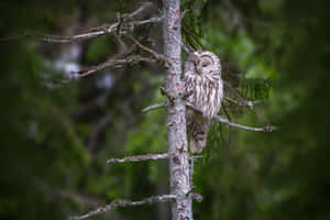 Ural Owlin Green Forest Wallpaper