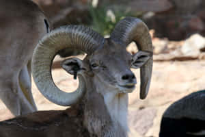 Urial Ram With Curled Horns Wallpaper