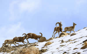 Urial Rams Clashingon Snowy Slope Wallpaper