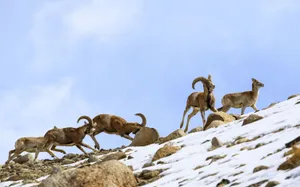 Urial Rams Clashingon Snowy Slope Wallpaper