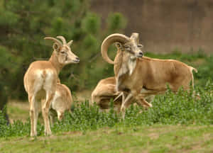 Urial_ Sheep_in_ Natural_ Habitat Wallpaper