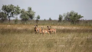 Urial Sheepin Grassland Habitat Wallpaper