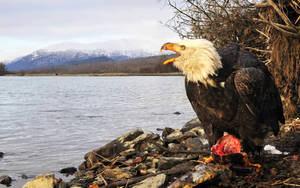 Us Eagle On The Riverside Wallpaper