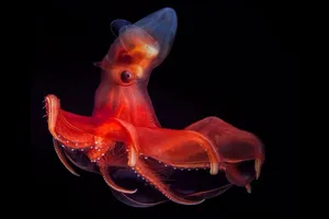 Vampire Squid Deep Sea Wallpaper