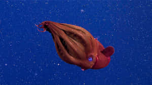 Vampire Squid Deep Sea Mystery Wallpaper