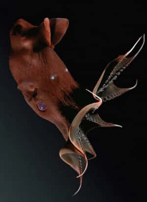 Vampire Squid From The Deep Wallpaper