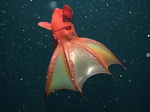 Vampire Squid Underwater Wallpaper