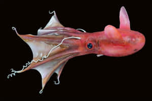 Vampire Squid Underwater Portrait Wallpaper