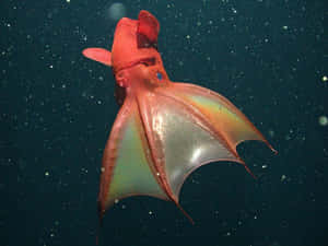 Vampire Squid Underwater Wallpaper