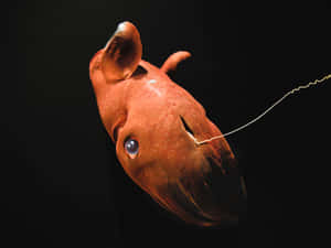 Vampire Squidin Darkness Wallpaper