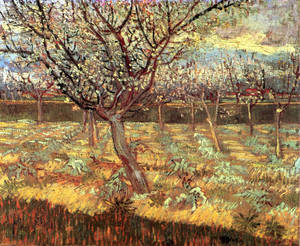 Van Gogh Apricot Trees In Blossom Wallpaper