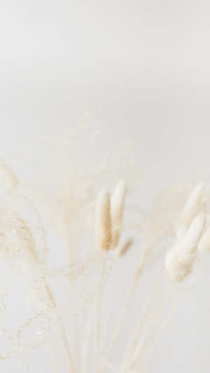Vanilla Toned Dried Flowers Wallpaper