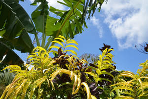 Vanuatu Banana Leaves Wallpaper