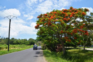 Vanuatu Country Side Road Wallpaper