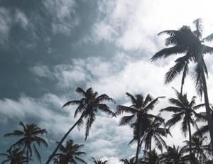 Vanuatu Palm Trees Wallpaper