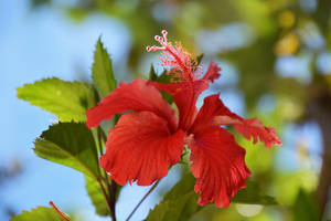 Vanuatu Red China Rose Wallpaper