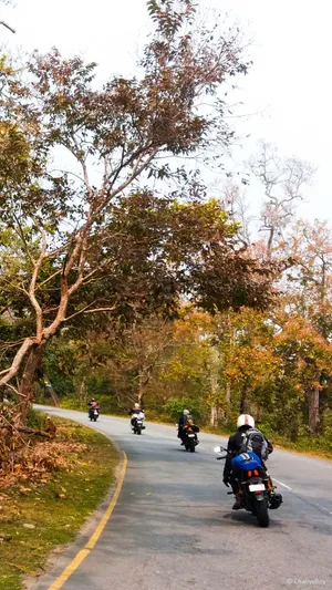 Vapid Trees Along A Curved Road Wallpaper