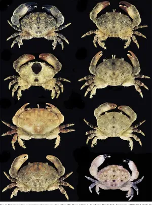 Variations_of_ Xanthid_ Crabs Wallpaper