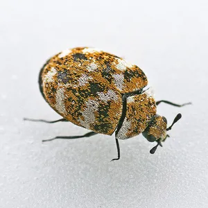 Varied Carpet Beetle Closeup Wallpaper