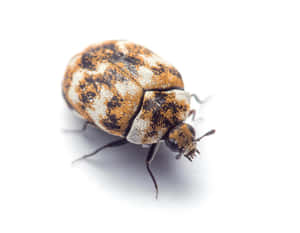 Varied Carpet Beetle White Background Wallpaper