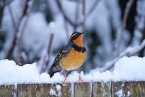 Varied_ Thrush_in_ Snow Wallpaper