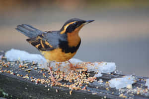 Varied Thrush On Wooden Rail Wallpaper