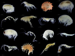 Variety_of_ Amphipods Wallpaper