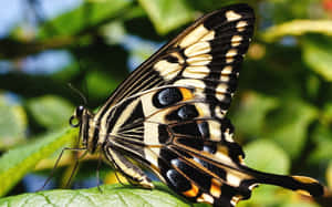 Variety Of Butterfly Species On A Summer Day Wallpaper