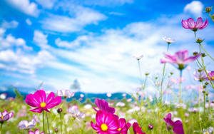 Variety Of Spring Flowers Wallpaper