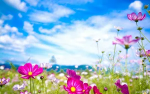Variety Of Spring Flowers Wallpaper