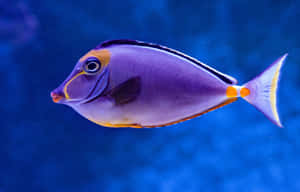 Variety Of Tropical Fish Displayed In An Aquarium Wallpaper