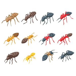 Varietyof Cartoon Ants Wallpaper