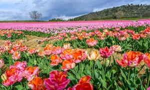 Vast 1280x768 Rose Field Wallpaper