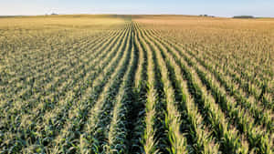 Vast Cornfield At Country Farm Wallpaper