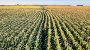 Vast Cornfield At Country Farm Wallpaper