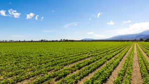 Vast Green Farmland Fields Wallpaper