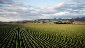 Vast Green Farmland Wallpaper