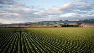 Vast Green Farmland Wallpaper