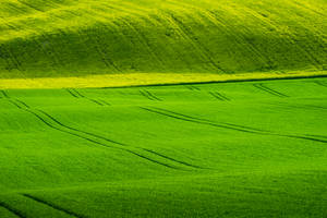 Vast Green Nature Fields Wallpaper